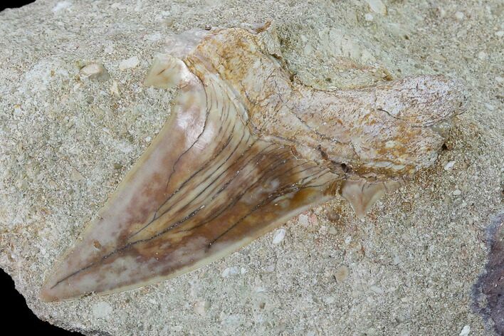 Otodus Shark Tooth Fossil in Rock - Eocene #135850